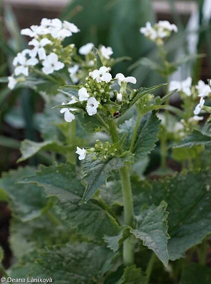fotografie Lunaria annua (měsíčnice roční)