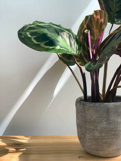 bezplatná Základová fotografie zdarma na téma botanická fotografie, calathea, calathea medailon Základová fotografie