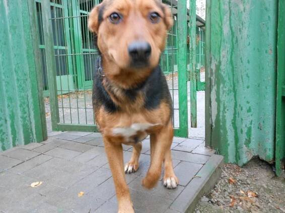 Psi k adopci z útulků, azylů a neziskových organizací