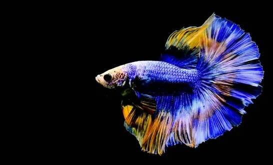Betta ryby půlměsíc dlouhý ocas, krátký ocas, korunky, dumbo a závoj, Siamské bojové ryby na izolovaném šedém, modrém nebo černém pozadí všechny jsou z Thajska — Stock obrázek