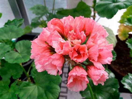 Pelargonium zonální: odrůdy s fotografiemi, názvy a popisy