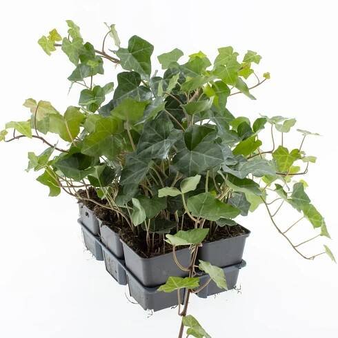 Hedera hibernica