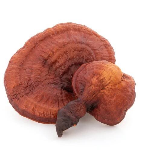 Reishi Mushroom