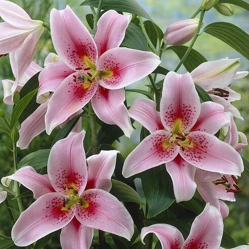 Lily Oriental Mona Lisa