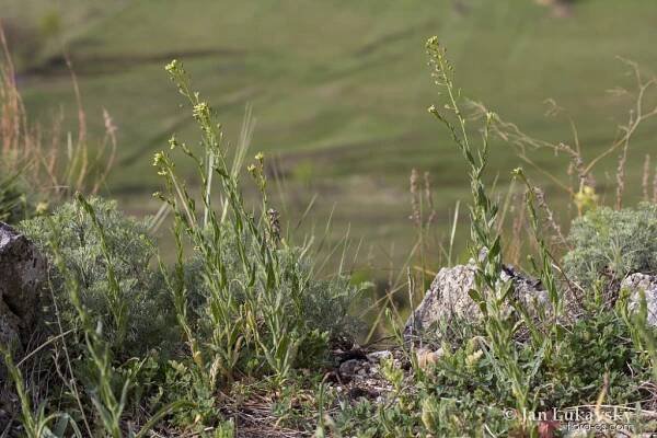 Lnička drobnoplodá (Camelina microcarpa)