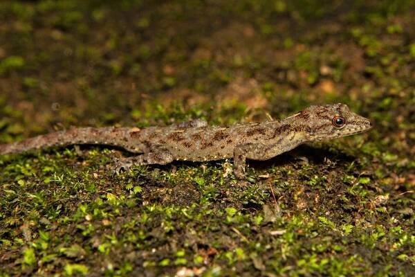 Cnemaspis gracilis