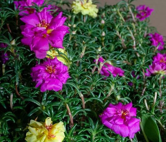 Portulaca Happy Trails