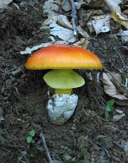 Obrázek - Amanita caesarea (muchomůrka císařka) | BioLib.cz