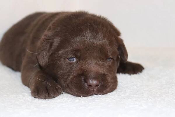 Štěňata vrhu CH, 2020 - Labradorský retriever: štěňata, prodej a chov Pirnerovi
