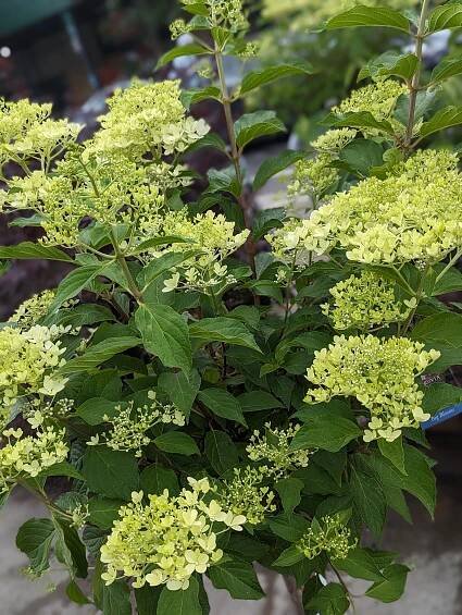 Outdoor Plants, Trees & Flowers | Natty Garden