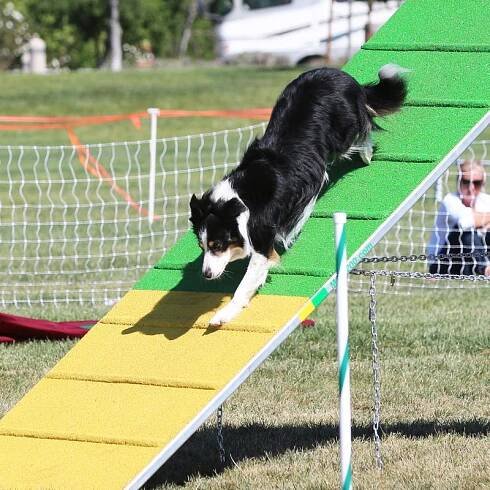 Santa Barbara Flyers Photo Galleries - Santa Barbara Flyers Dog Sports