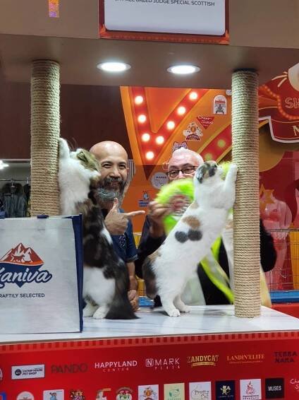 CatShowFamily3 ,17-19 March 2023 – Kissikid Cattery : Scottish Fold