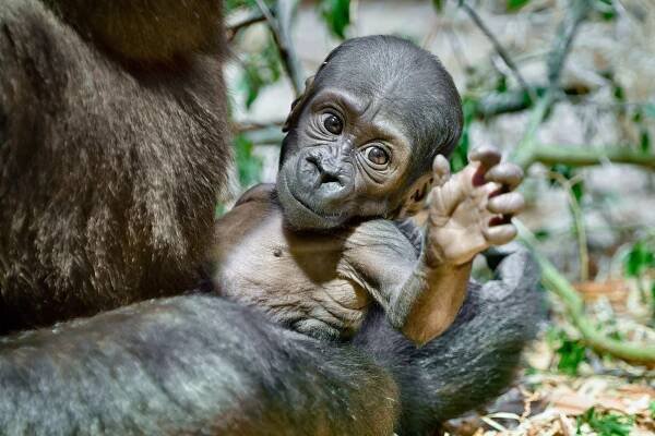 Foto Petr Hamerník, Zoo Praha