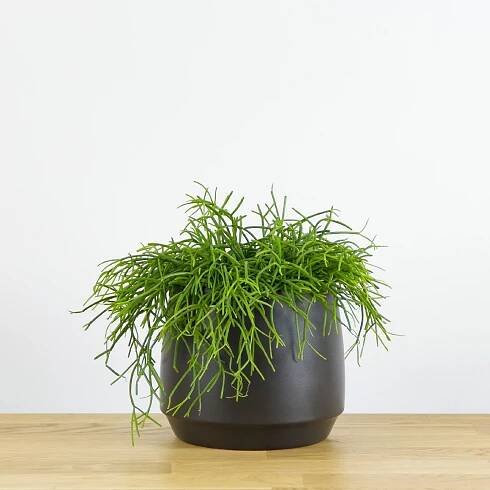 Rhipsalis cassutha