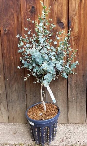 Eukalyptus gunnov (Eucalyptus gunnii ́Azura ́) veľkosť 60-70cm