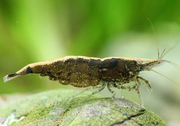 Algae shrimp - back line shrimp - Neocaridina davidi