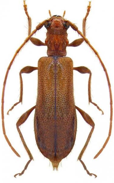 Obrium brunneum
