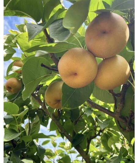 pyrus kumoi