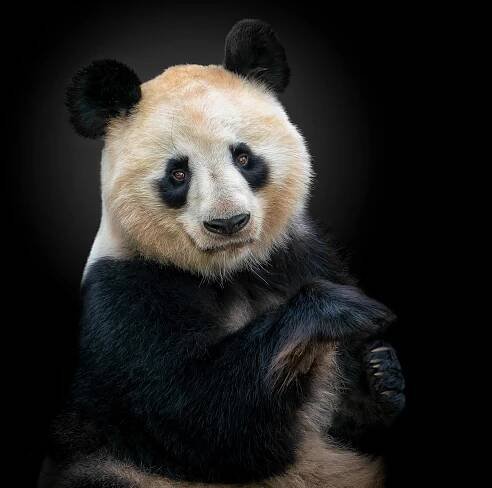 All | Pedro Jarque Krebs - Animal photographer