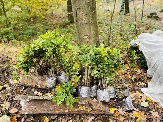 Druhé sázení v Děčíně - 700 stromů v zemi a spousta veselých tváří dětí - Home for Trees