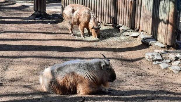 Trochu koza, trochu ovce. Takini čínští z liberecké zoo obydlují evropské zoologické zahrady | iROZHLAS - spolehlivé zprávy