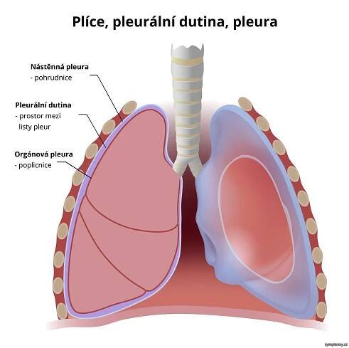 Plíce, pleurální dutina (pleura)