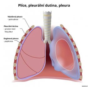 Plíce - příznaky a léčba