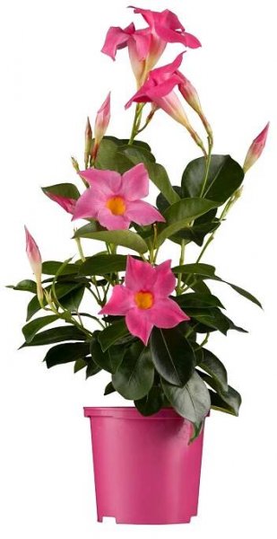 OBI Dipladénie růžová průměr květináče cca 10,5 cm Mandevilla nakoupit u OBI