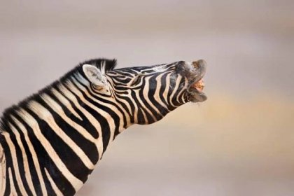 Zebra making sounds with open lips and mouth on display, revealing its teeth