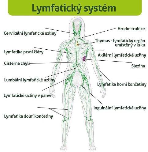 Lymfatický systém