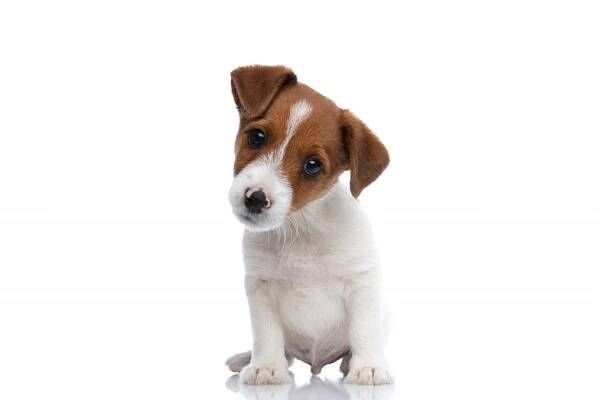 Malý pes Jack Russell teriér odvrací hlavu stranou, dívá se do kamery, je zmatený z toho, co vidí, a sedí na bílém pozadí — Stock obrázek