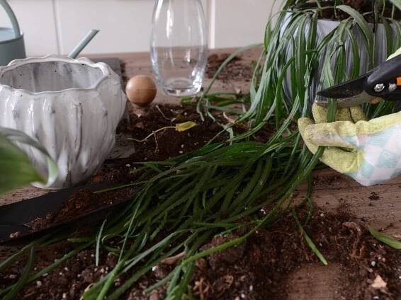 Správná péče o pokojové rostliny a DIY florárium