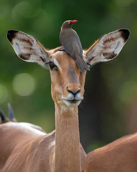 AFRICA — Mogens Trolle