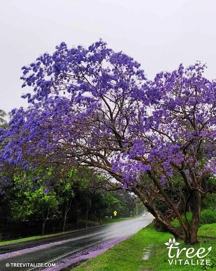 Jacaranda Tree (Jacaranda mimosifolia) tree