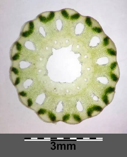 Súbor:Equisetum arvense subsp. arvense sl33.jpg – Wikipédia