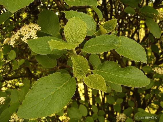 Kalina tušalaj (Viburnum lantana)