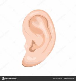 Cartoon Human Ear
