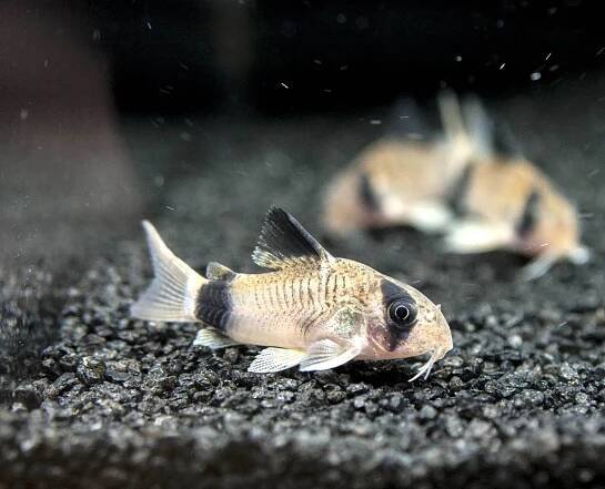 PANCÉŘNÍČEK PANDA - CORYDORAS PANDA
