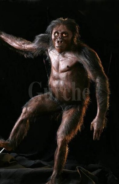 Australopithecus afarensis — John Gurche