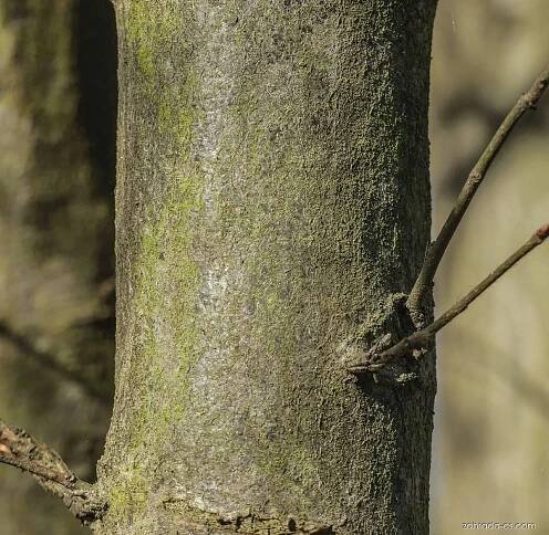 Habr obecný - Carpinus betulus