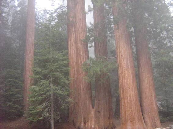 Kings Cannyon National Park, Kalifornia