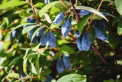 Blue honeysuckle - Haskap berries growing in garden, Lonicera caerulea in the sun