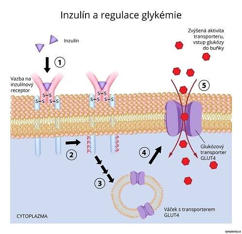 Inzulín a regulace glykémie
