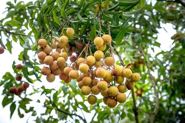 Vietnamese Fruits Guide: 15 Delicious Fruits To Try | Expatolife