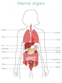 Lidské vnitřní orgány vektor — Ilustrace