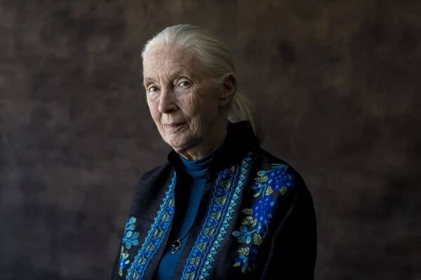 Jane Goodall is still surprised at her ever-growing fame - Los Angeles Times