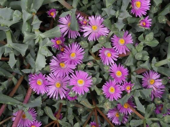 Floración Oscularia deltoides