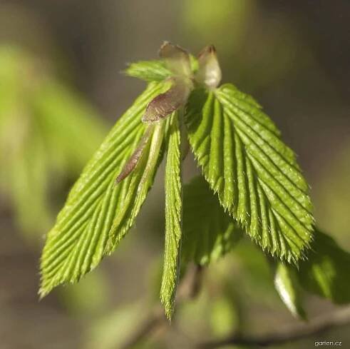 Forum / Obrázek : Habr obecný (Carpinus betulus)