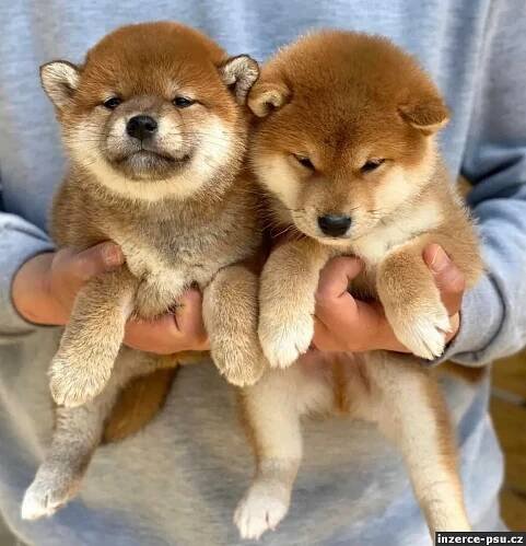 Prodám mini štěňata shiba inu