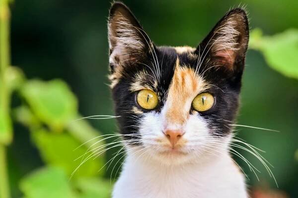 Základová fotografie na téma asie, calico cat, chlupatý, cihlová dlažba, cihlová ulice, domácí mazlíček, domácí zvíře, fotografování